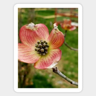 Lispe Pink Dogwood Flower Sticker